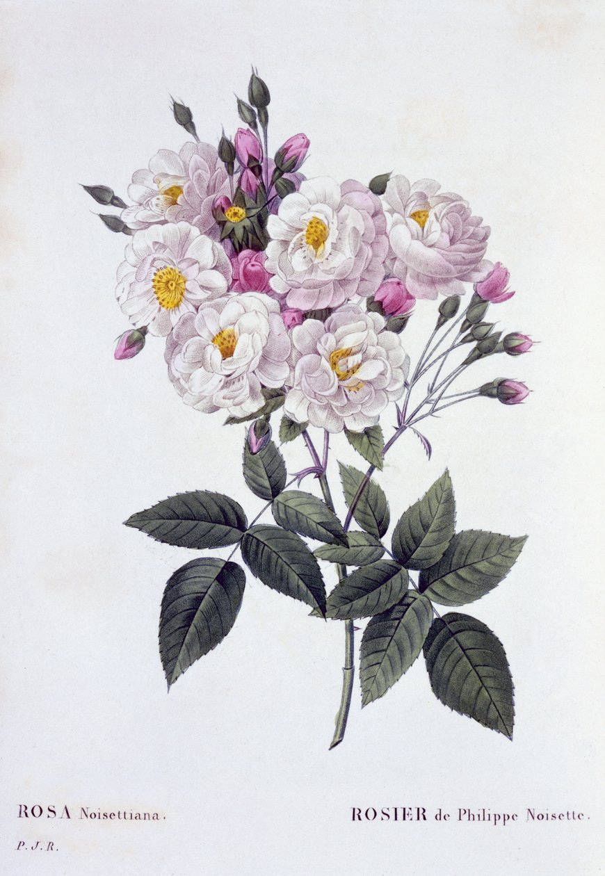 Rosa Noisettiana, 1824-26'da yayınlandı (nokta gravürü) by Pierre Joseph Redouté
