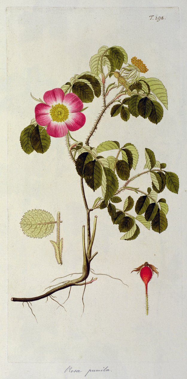 Rosa Pumila, 