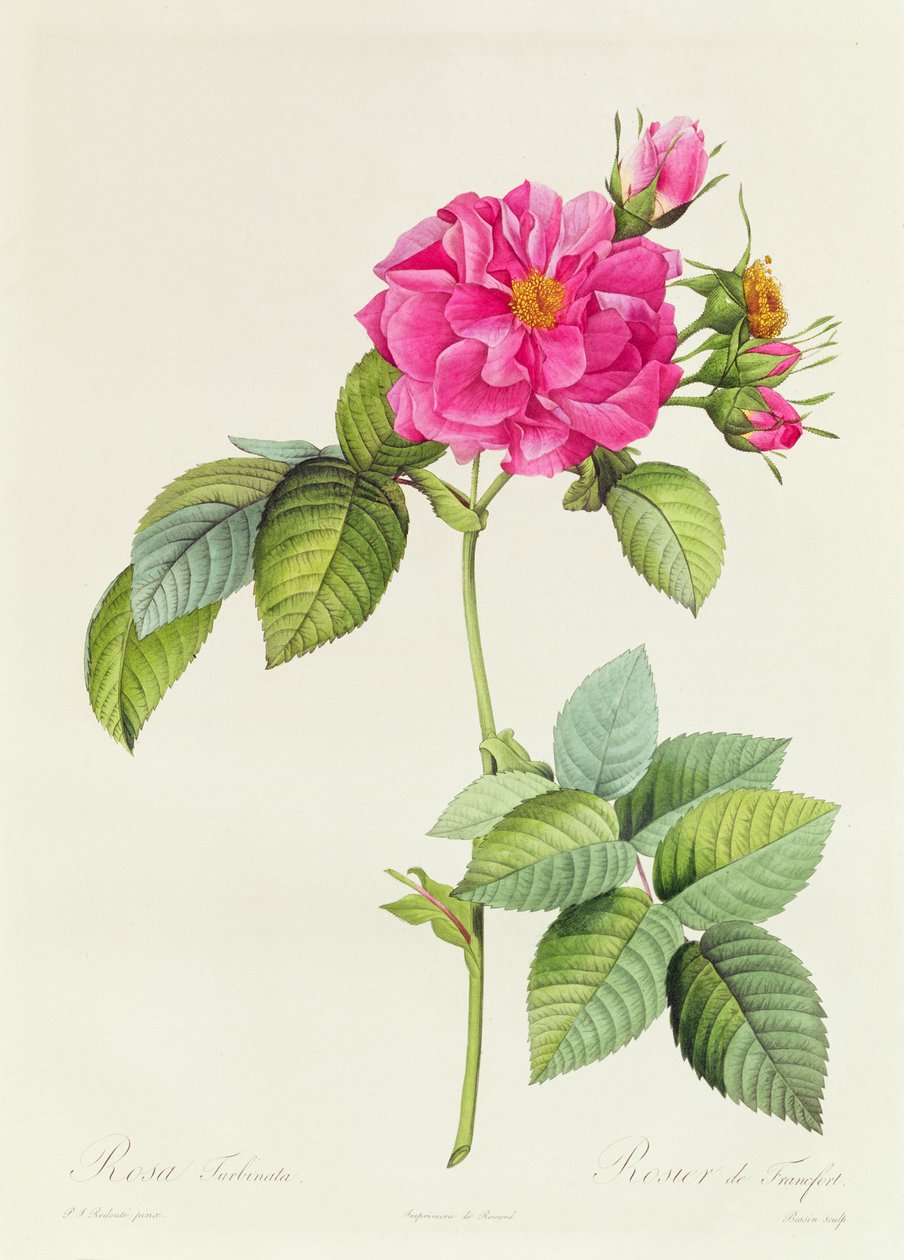 Çiy Türbini by Pierre Joseph Redouté