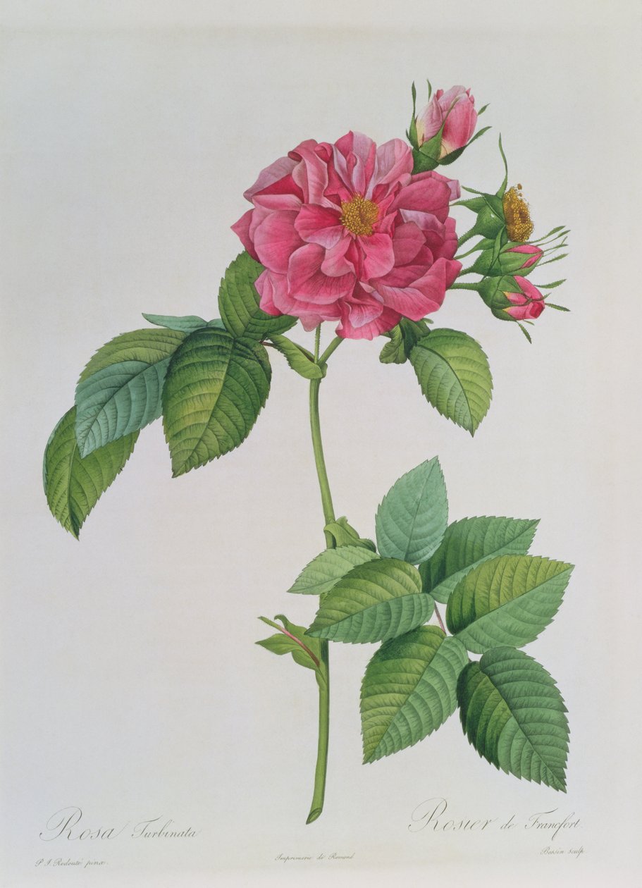 Rosa Turbinata, Les Roses