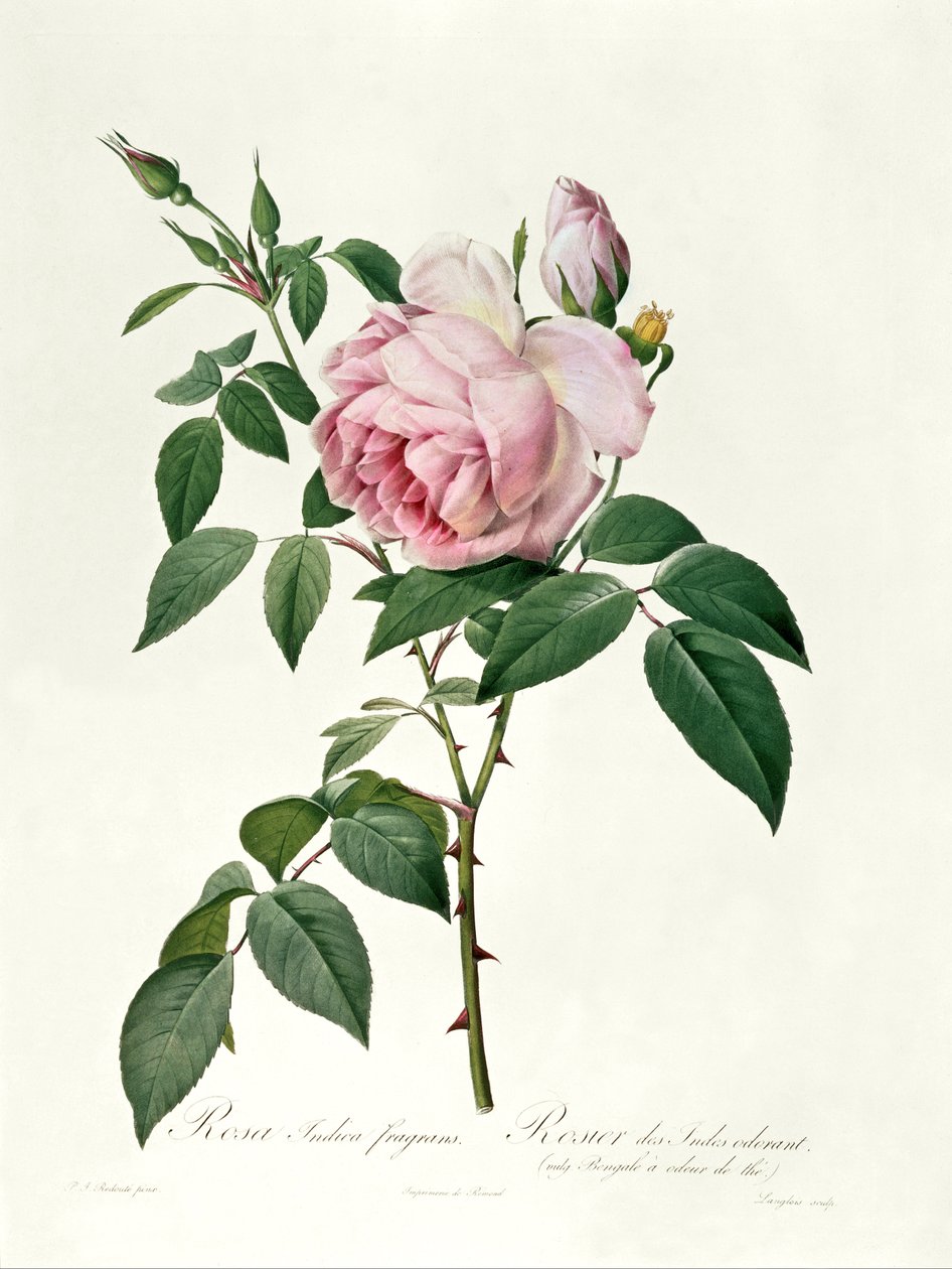 Rosa chinensis ve Rosa gigantea, 