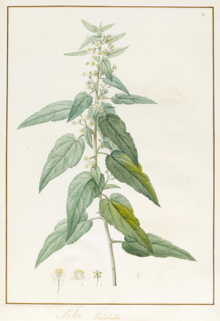Sida Pulchella (parşömen üzerine grafit ve klozet) by Pierre Joseph Redouté