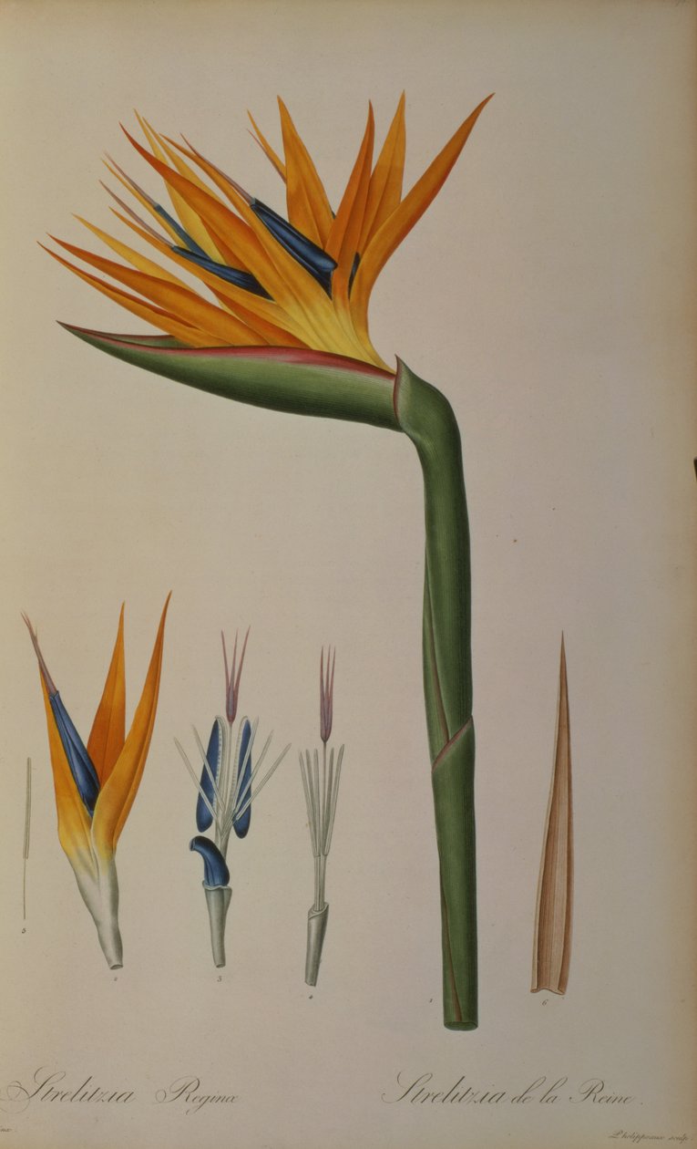 Kraliçe Strelitzia, 