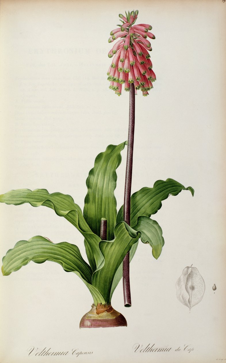 Veltheimia Capensis, 