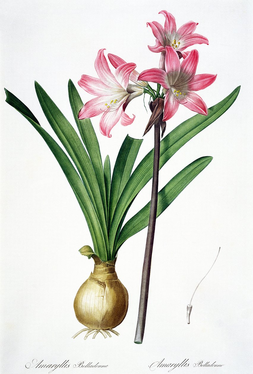 Amaryllis Belladonna, 'Les Liliacees'den, de Gouy tarafından oyulmuş, 1802-16 by Pierre Joseph Redouté