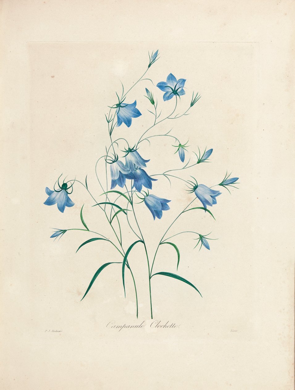 Bluebells, 'En Güzel Çiçeklerin ve En Güzel Meyvelerin Seçimi'nden, 1827-33 by Pierre Joseph Redouté
