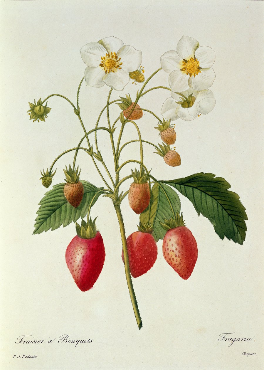 ಫ್ರಾಗರಿಯಾ (ಸ್ಟ್ರಾಬೆರಿ), 1827-33 ಟರ್ಕ್‌ನ 