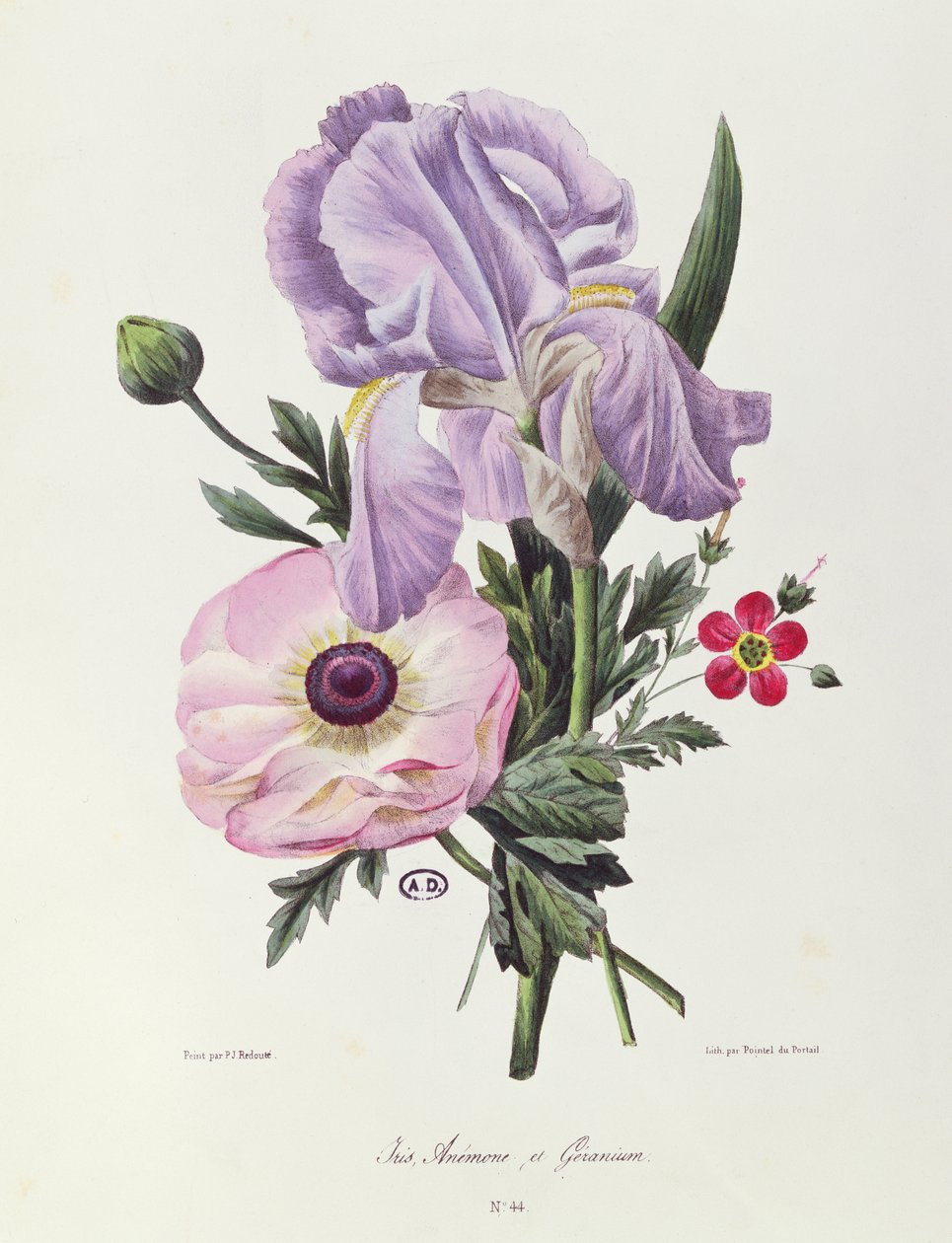 İris, Anemon ve Sardunya, Pointel du Portail tarafından oyulmuş, c.1830 by Pierre-Joseph Redouté