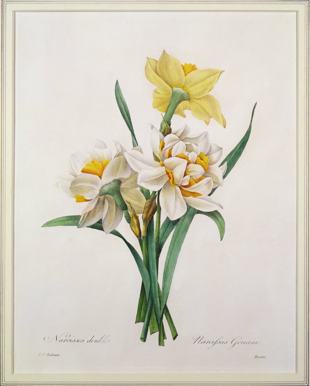 Nergis gouani (çift nergis), Bessin tarafından 'En Güzel Çiçeklerin Seçimi'nden, 1827 by Pierre Joseph Redouté