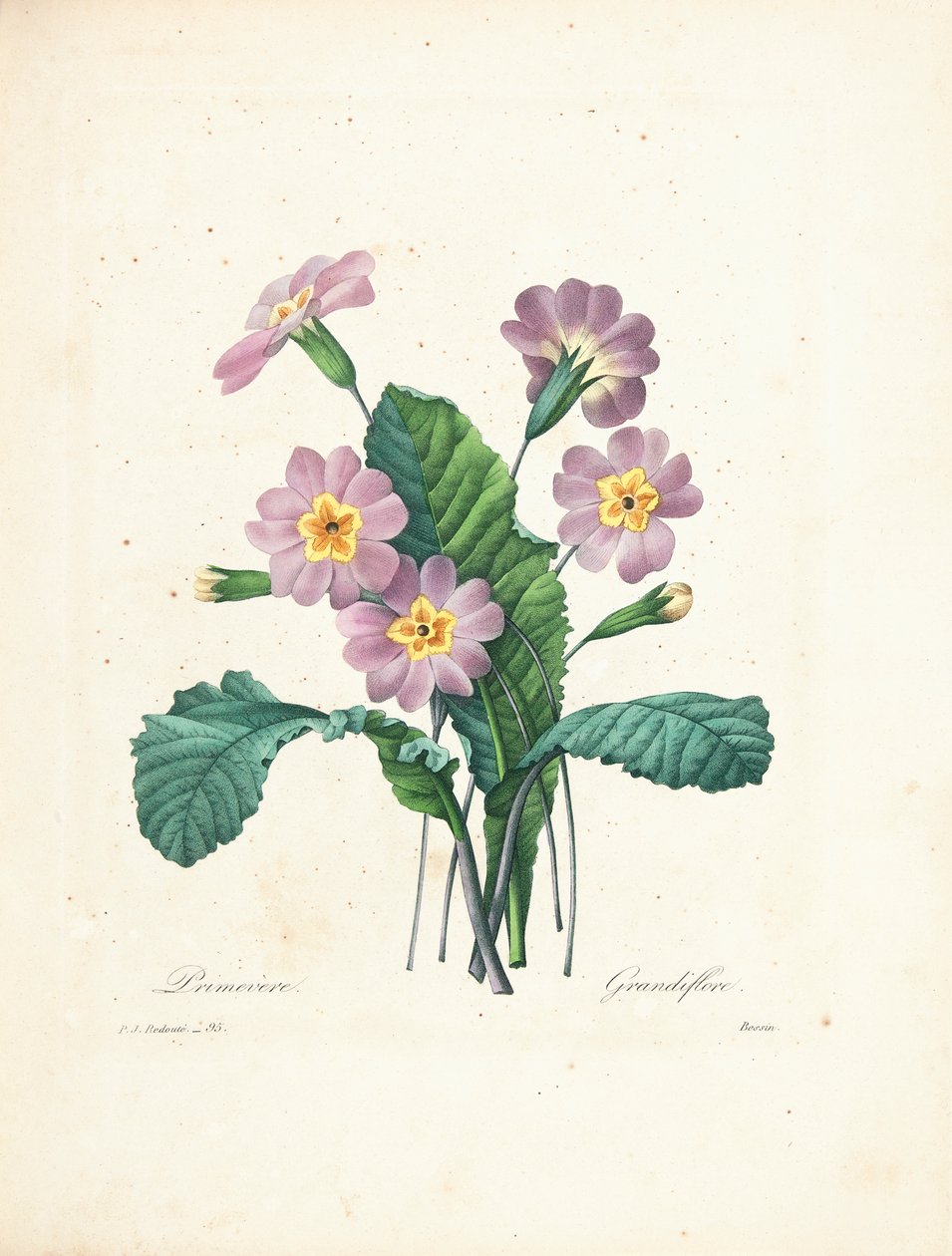 Bessin tarafından oyulmuş Primrose, 