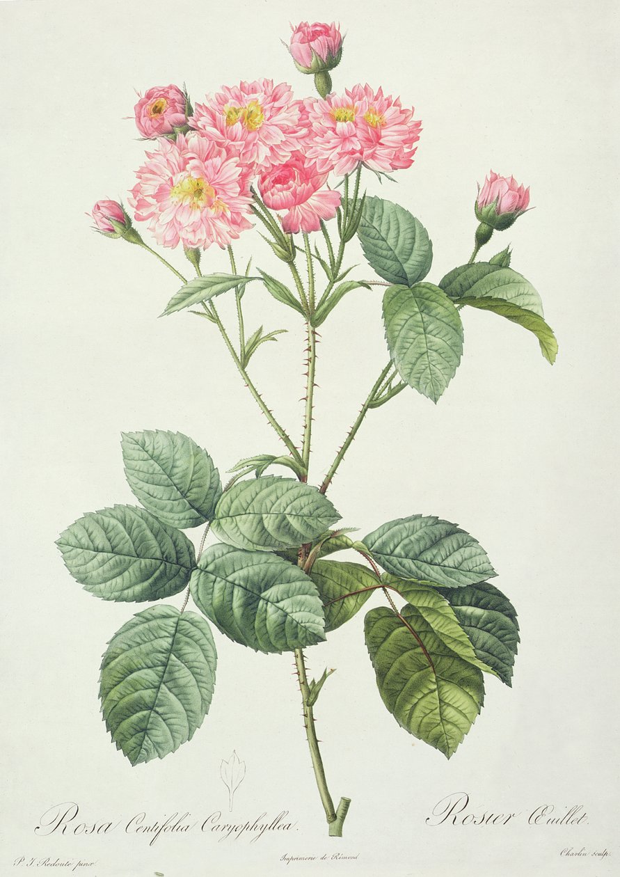 Charlin tarafından oyulmuş Rosa Centifolia Caryophyllea, Remond tarafından yayınlandı by Pierre Joseph Redouté