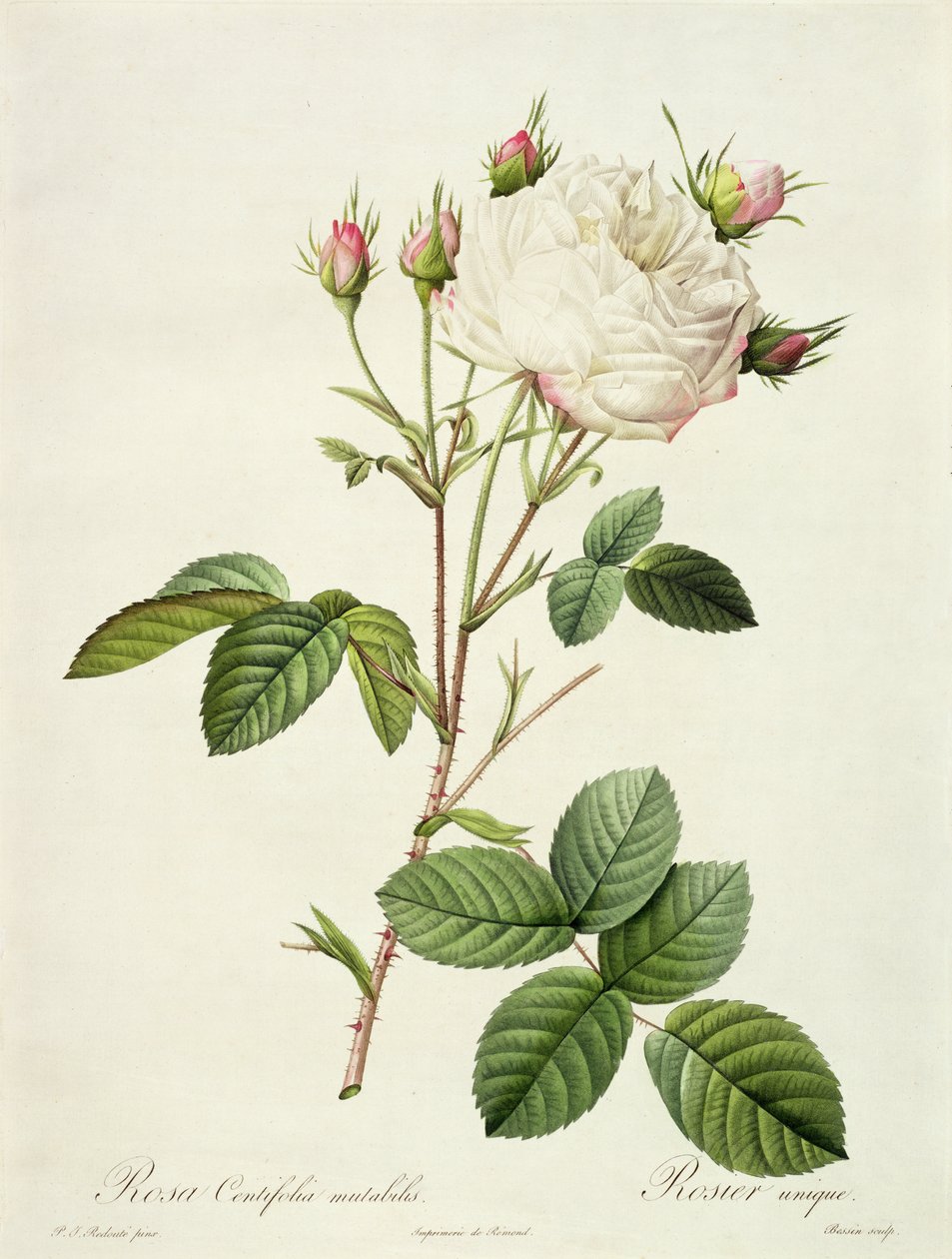 Bessin tarafından oyulmuş Rosa Centifolia Mutabilis, Remond tarafından yayınlandı by Pierre Joseph Redouté