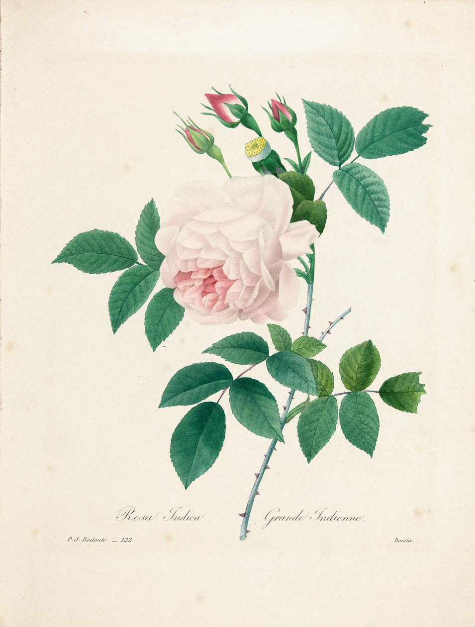 Rosa Indica, Bessin tarafından 