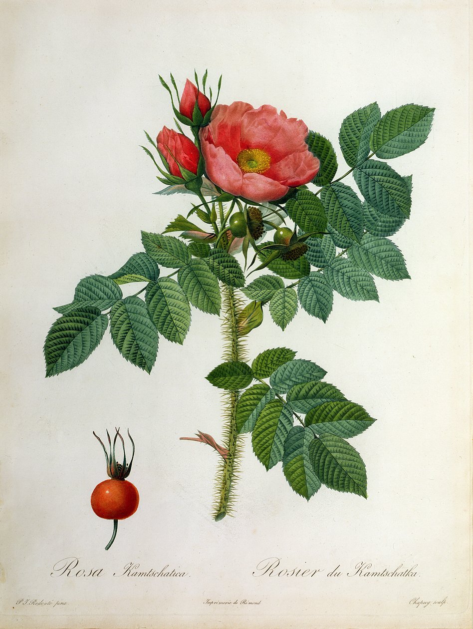 Chapuy tarafından kazınmış Rosa Kamtschatica, Remond tarafından yayınlandı by Pierre Joseph Redouté