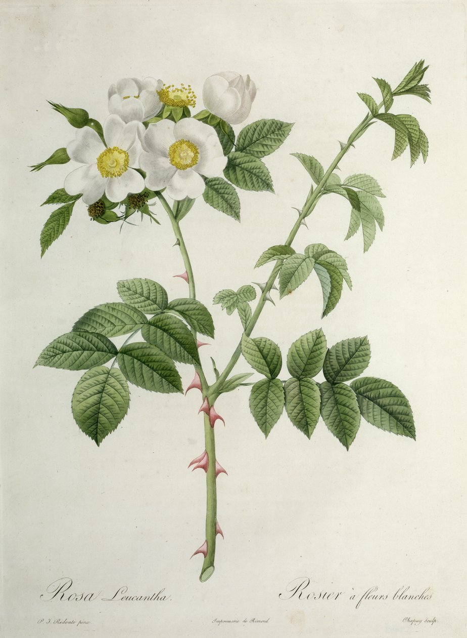 Chapuy tarafından kazınmış Rosa Leucantha, Remond tarafından yayınlandı by Pierre Joseph Redouté