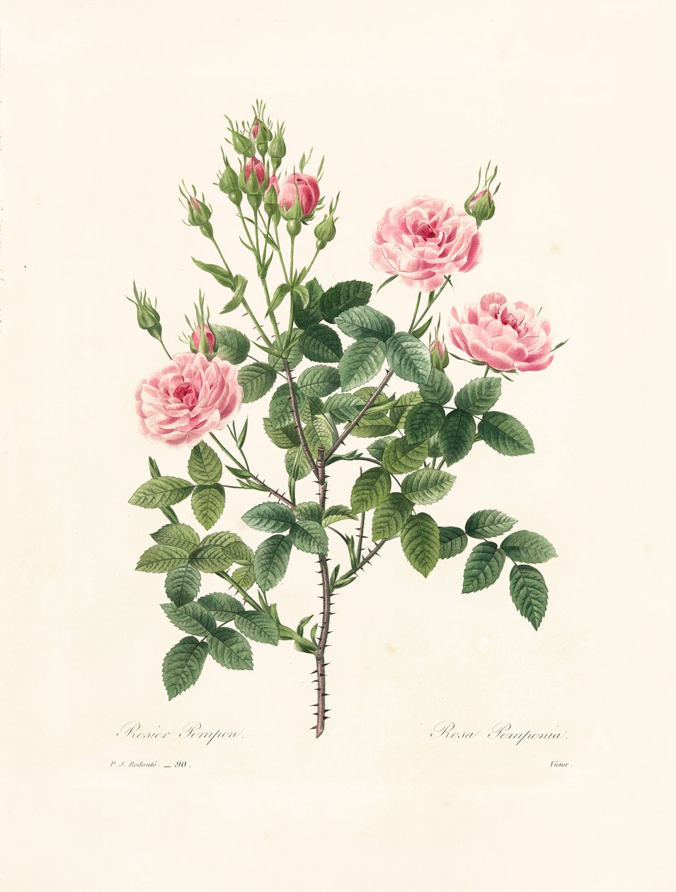 Rosa Pomponia, Victor tarafından 