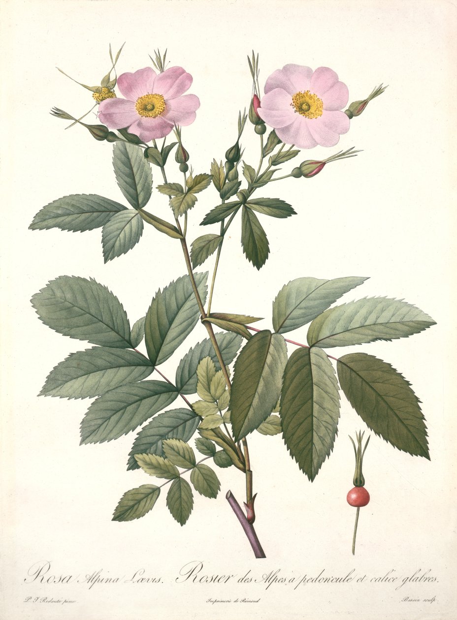 Bessin tarafından oyulmuş Rosa alpina laevis, 'Les Roses'dan, 1817-24 (renkli aquatint) by Pierre Joseph Redouté