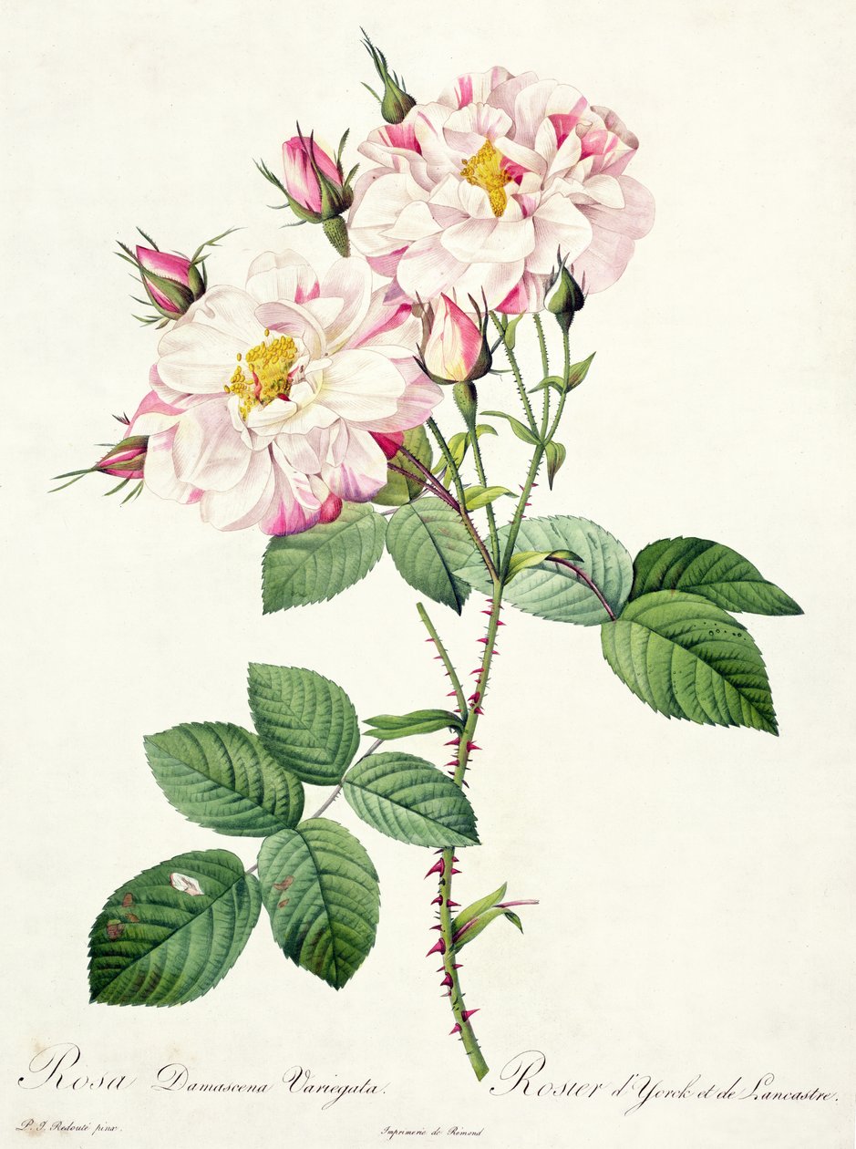 Bessin tarafından oyulmuş Rosa damascena variegata (York ve Lancaster gülü), 