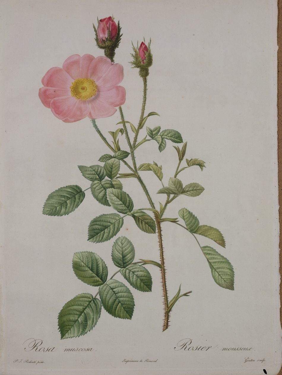 Rosa muscosa (yosun gülü), Gouten tarafından oyulmuş, 