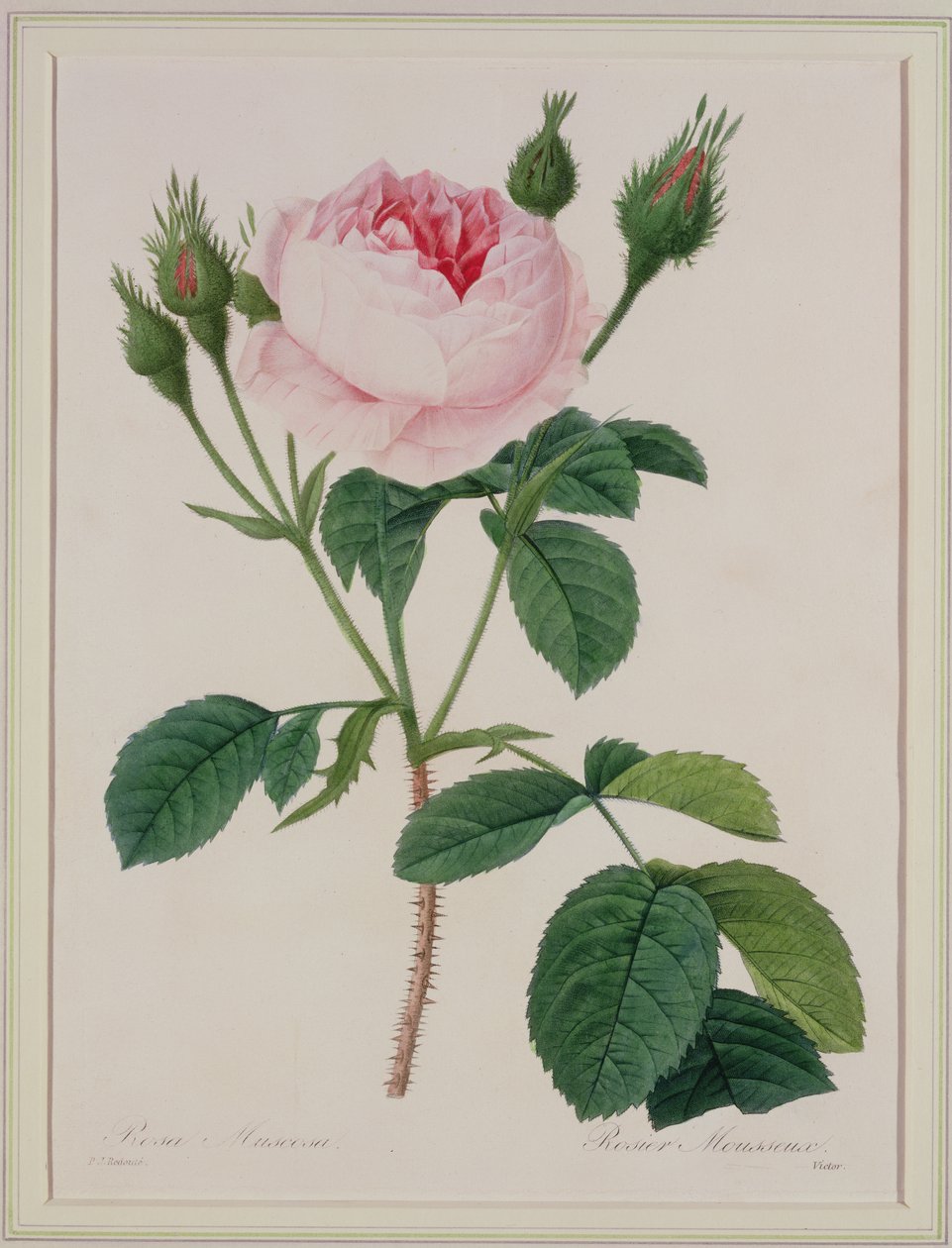 Rosa muscosa (yosun gülü), Victor tarafından 
