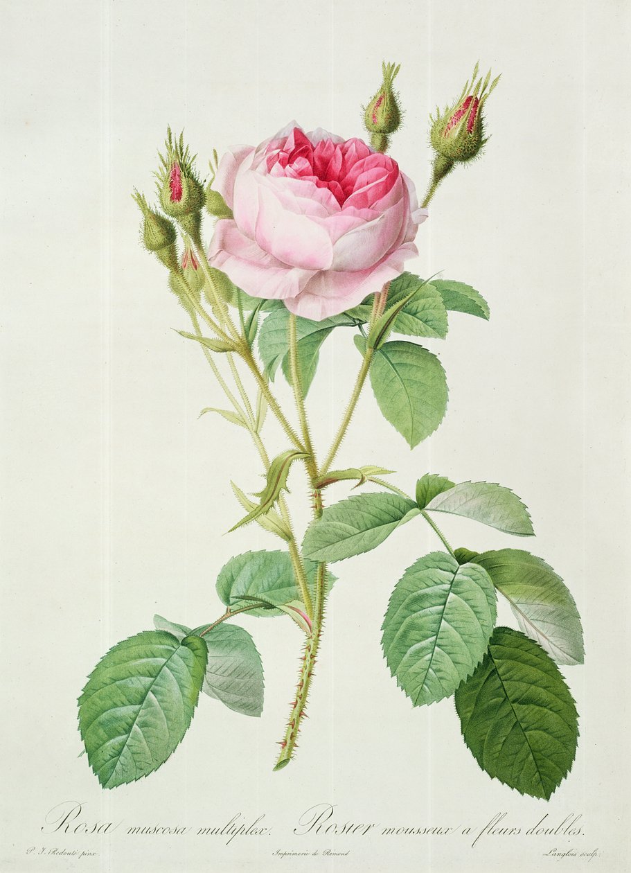 Langlois tarafından kazınmış Rosa muscosa multiplex (çift yosun gülü), 'Les Roses'dan, 1817-24 (renkli aquatint) by Pierre Joseph Redouté