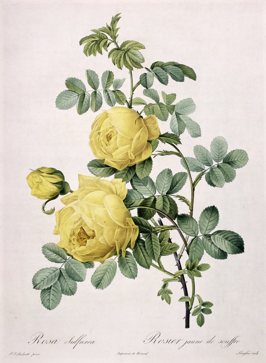 Langlois tarafından 'Les Roses'dan kazınmış Rosa sulphea, 1817-24 (renkli aquatint) by Pierre Joseph Redouté