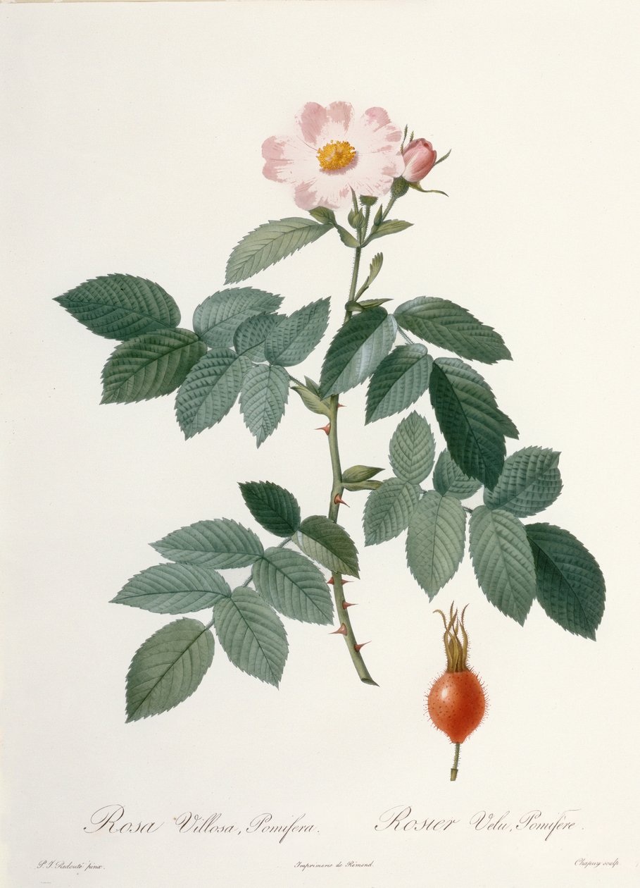 Rosa villosa, pomifera (elma gülü), Chapuy tarafından oyulmuş, 