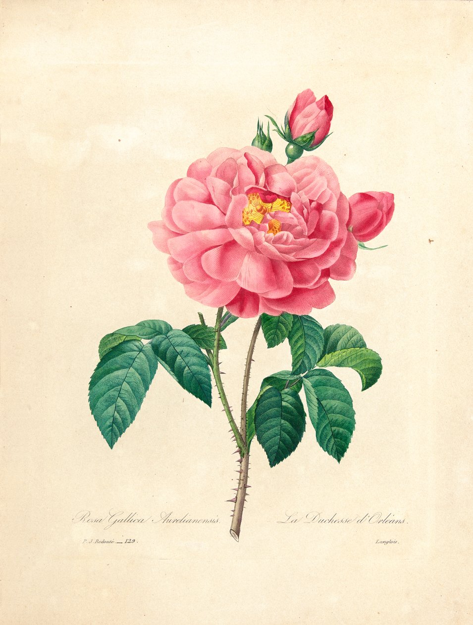 Orleans Rose Düşesi, Langlois tarafından 