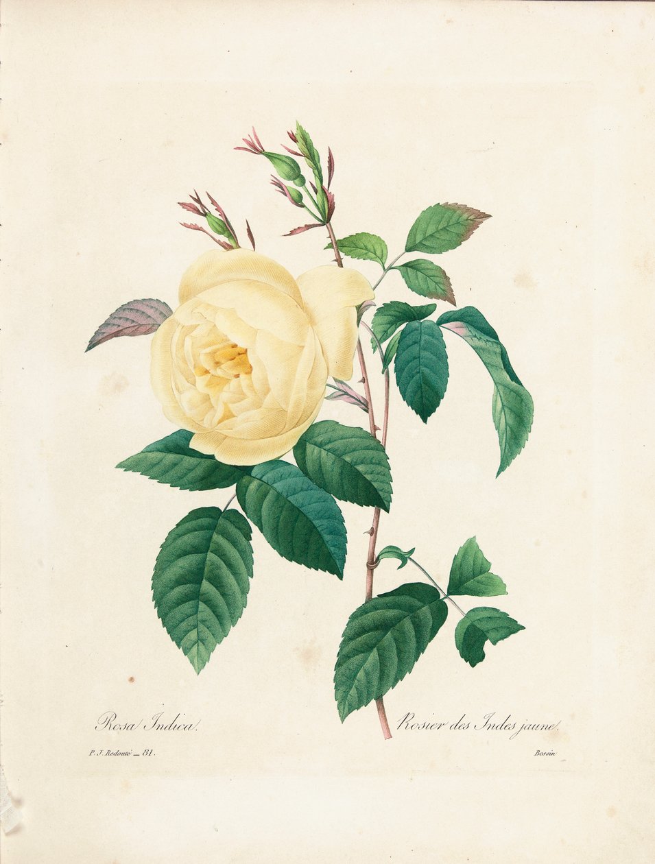 Sarı Rosa Indica, Bessin tarafından 