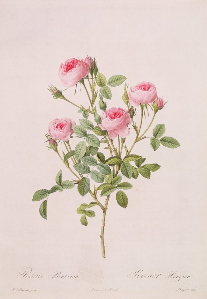 Rosa pomponia, Langlois tarafından Les Roses, 1817-24