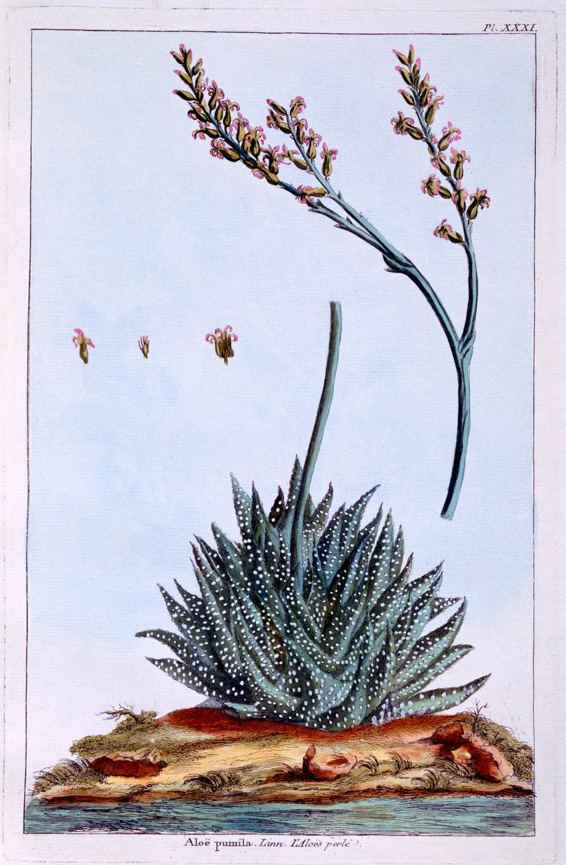 Aloe, Pierre Joseph Buchoz tarafından 