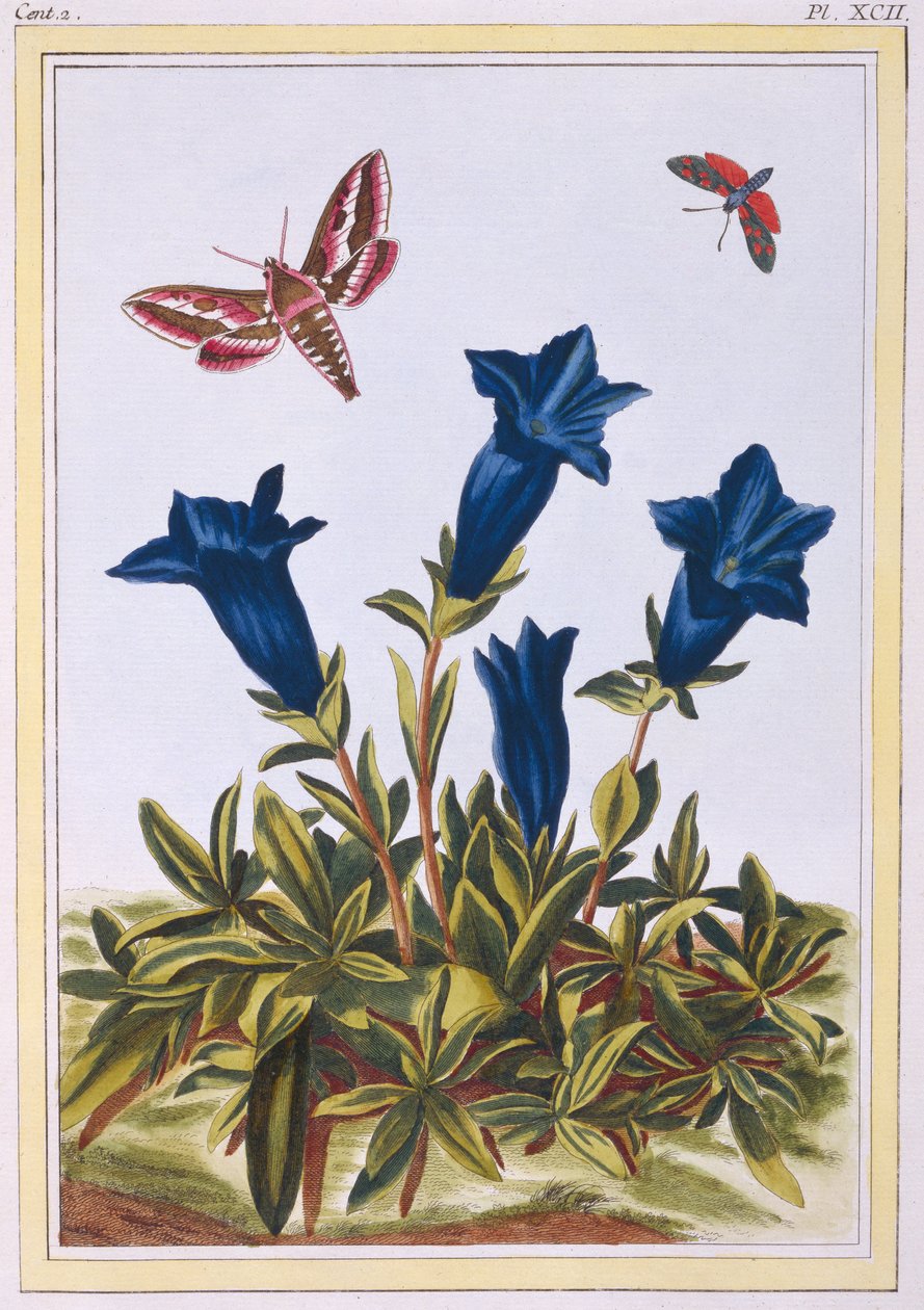 Mavi Centiyana (Trompet Çiçeği), c.1776 (el boyaması gravür) by Pierre Joseph Buchoz