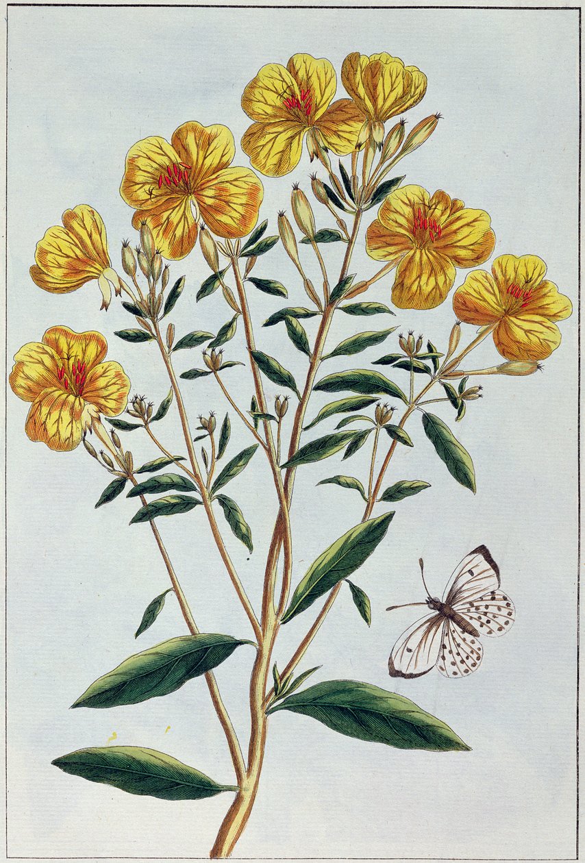 ಸಂಜೆ ಪ್ರಿಮ್ರೋಸ್, ಪ್ಲೇಟ್ 73 ರಿಂದ 