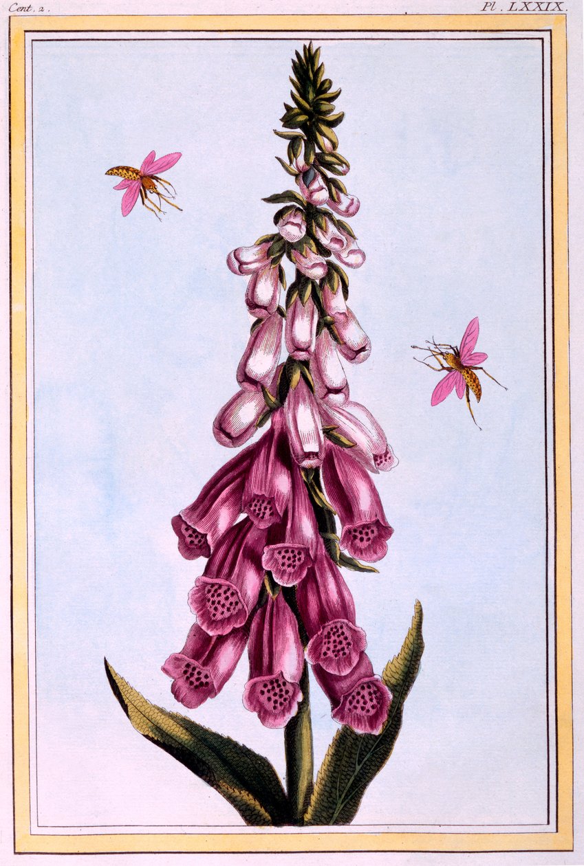 Foxglove Digitalis, Pierre Joseph Buchoz tarafından 