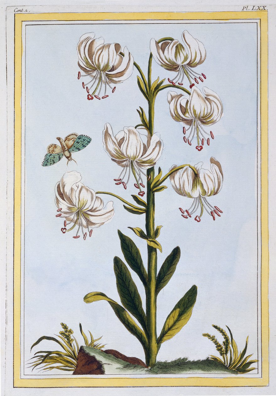 Turkscap Lily prob L. Martagan, Var: Albüm, c.1776 (el boyaması gravür) by Pierre Joseph Buchoz