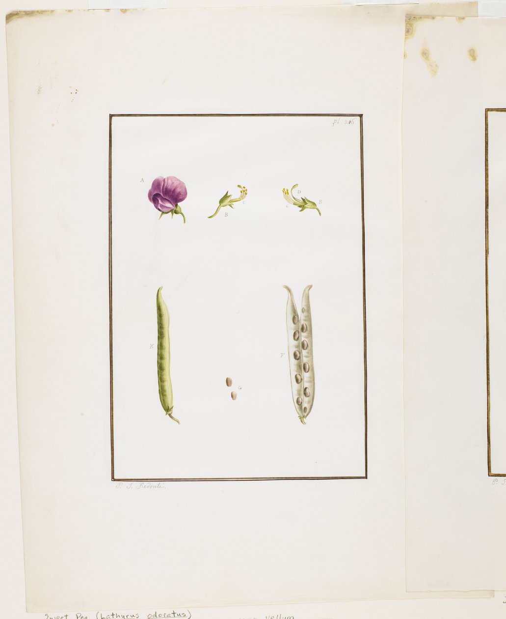 Botanik Diseksiyon: Tatlı Bezelye (Lathyrus odoratus), c.1778-90 (kağıt üzerinde wc ve grafit) by Pierre Joseph Redouté