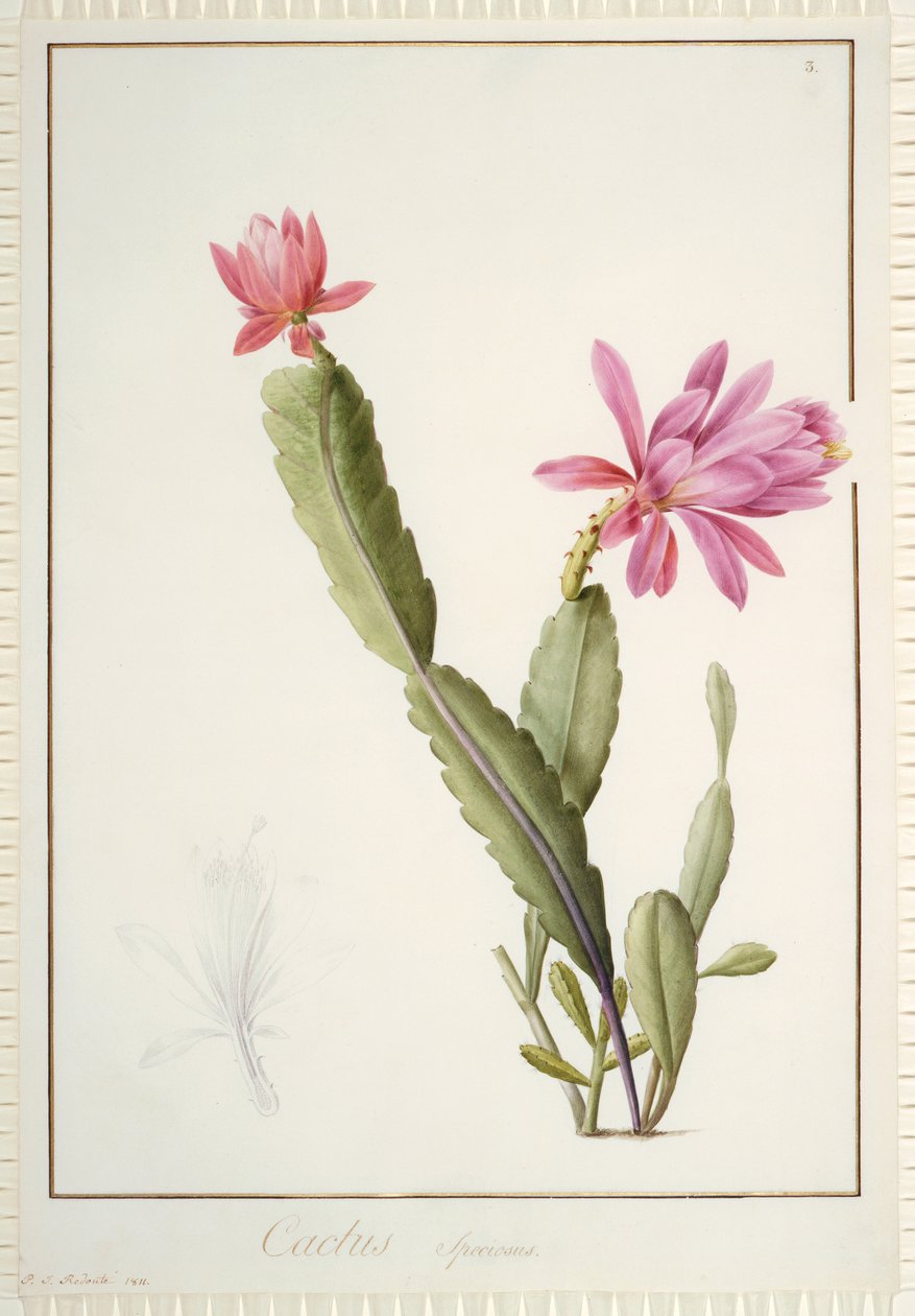 Cactus Speciosus, 1811 (parşömen üzerinde grafit izleri üzerinde wc ve gövde rengi) by Pierre Joseph Redouté