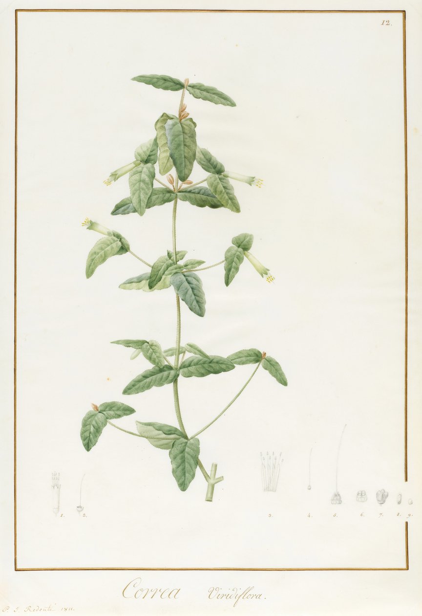 ಕೊರಿಯಾ ವೈಸಿಫ್ಲೋರಾ, 1811 (ಡಬ್ಲ್ಯೂಸಿ ಅಂಡ್ ಬಾಡಿಕಲರ್ ಓವರ್ ಟ್ರೇಸ್ ಆಫ್ ಗ್ರ್ಯಾಫೈಟ್ ಆನ್ ವೆಲ್ಲಂ) ಟರ್ಕ್ by Pierre Joseph Redouté