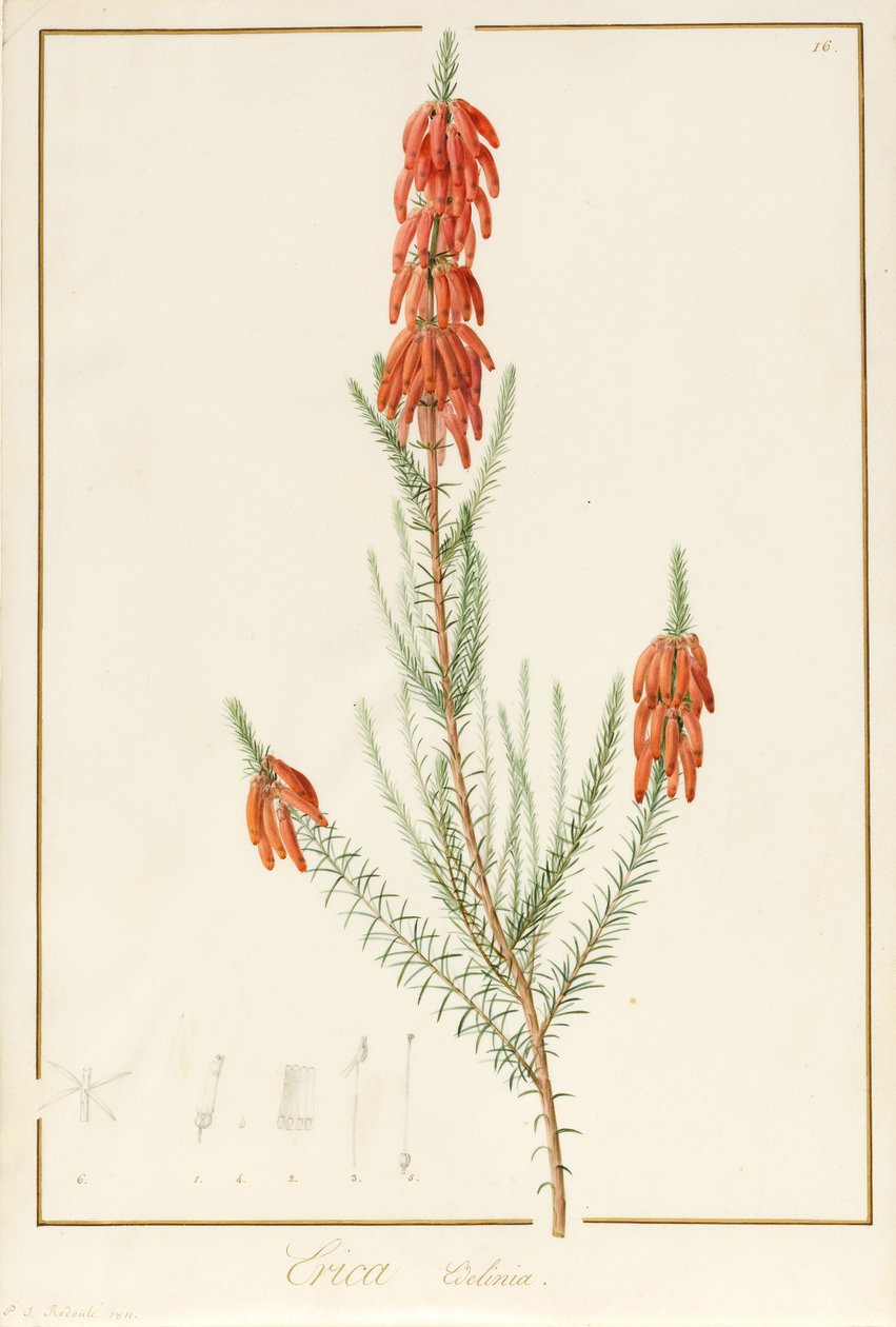 Erica Edilinei, 1811 (parşömen üzerinde grafit izleri üzerinde wc ve gövde rengi) by Pierre Joseph Redouté