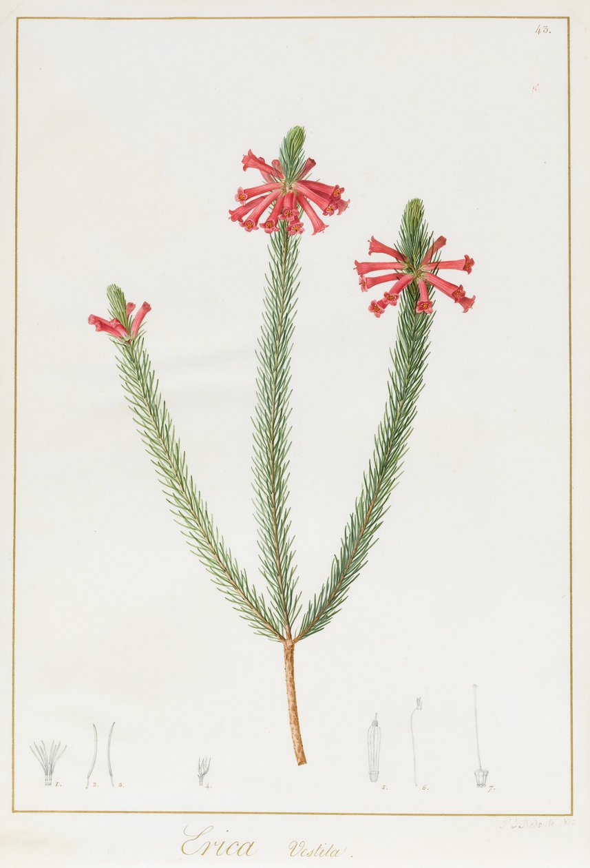 Erica Vestita, 1812 (parşömen üzerine grafit üzerine klozet ve gövde rengi) by Pierre Joseph Redouté