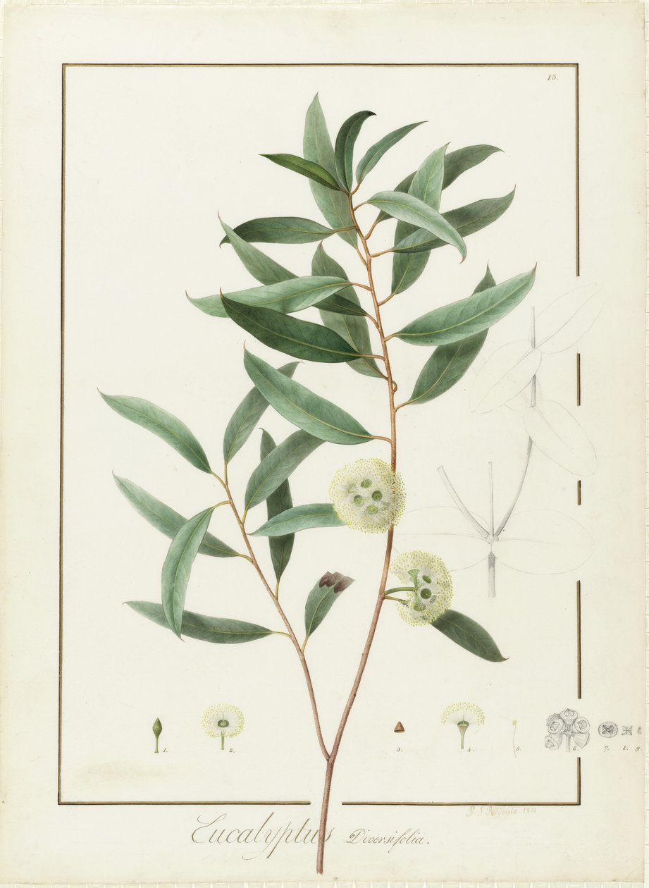 ಯೂಕಲಿಪ್ಟಸ್ ಡೈವರ್ಸಿಫೋಲಿಯಾ, 1811 (ಡಬ್ಲ್ಯೂಸಿ ಅಂಡ್ ಬಾಡಿಕಲರ್ ಓವರ್ ಟ್ರೇಸ್ ಆಫ್ ಗ್ರ್ಯಾಫೈಟ್ ಆನ್ ವೆಲ್ಲಂ) ಟರ್ಕ್ by Pierre Joseph Redouté