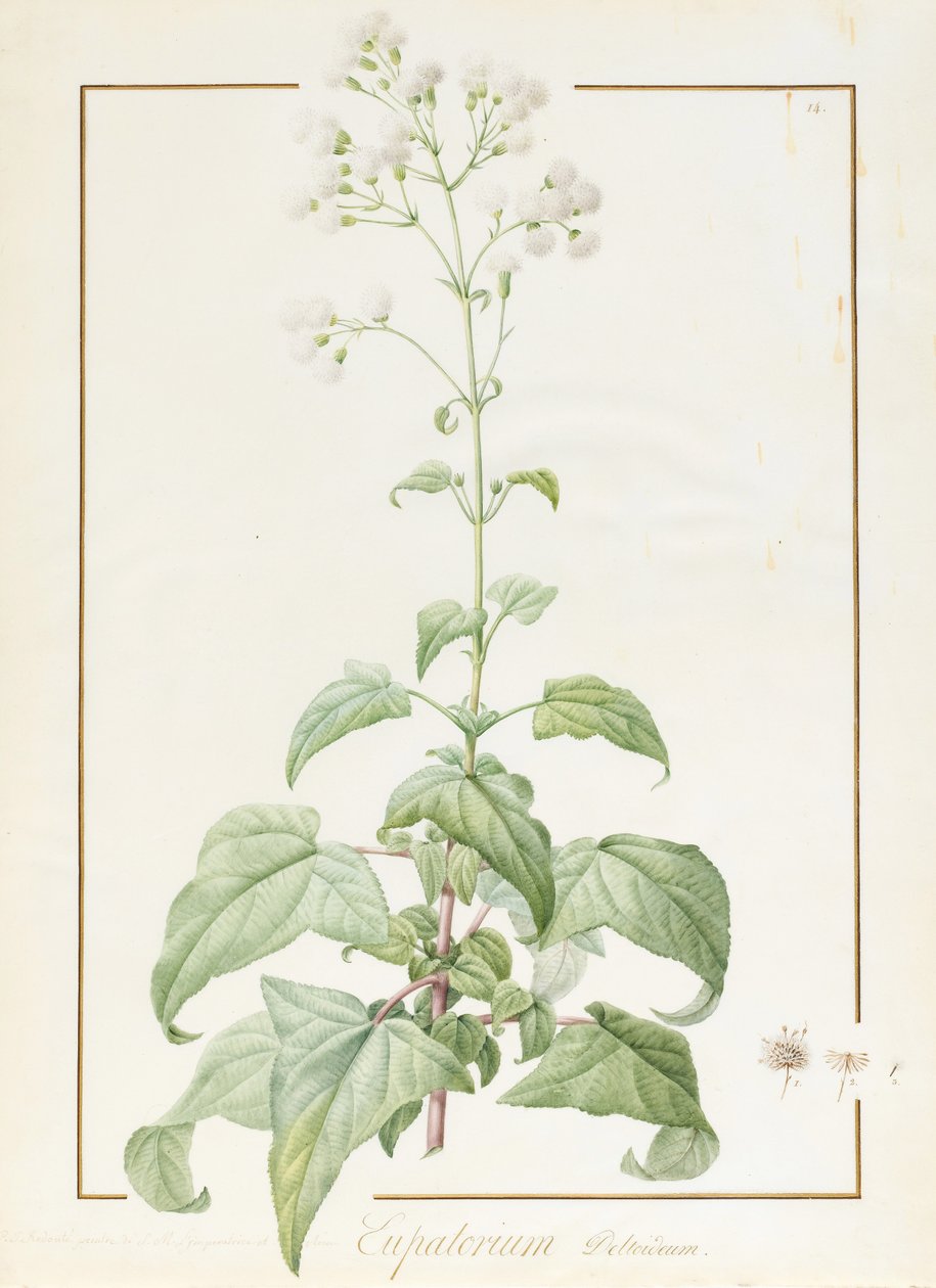 Eupatorium Deltoideum (parşömen üzerinde grafit izleri üzerinde wc ve gövde rengi) by Pierre Joseph Redouté