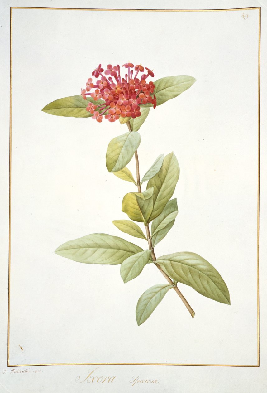 Ixora speciosa, 1812 (klozet ve gövde rengi parşömen üzerine grafit üzerine) by Pierre Joseph Redouté