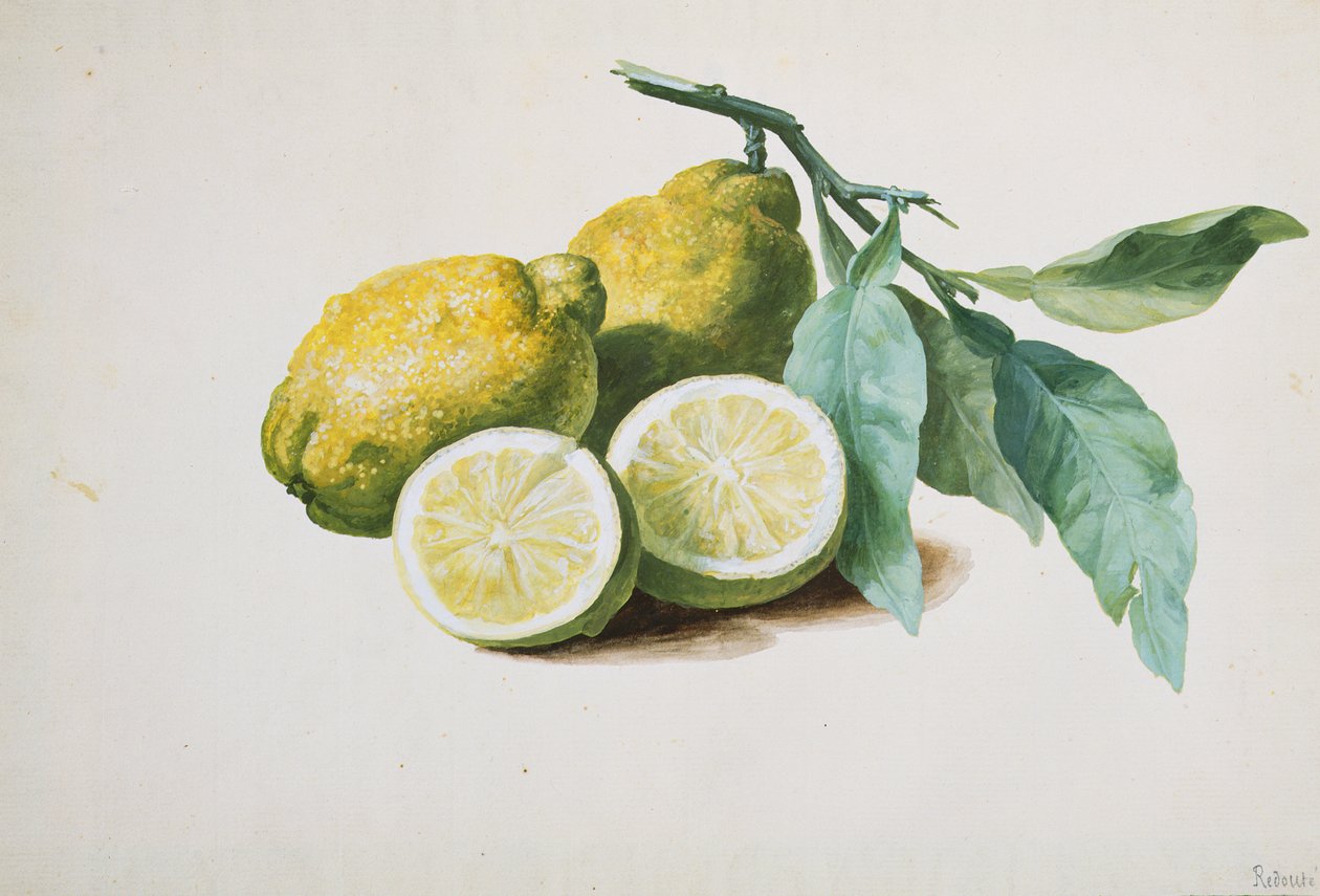 Limonlar, 1840 by Pierre Joseph Redouté