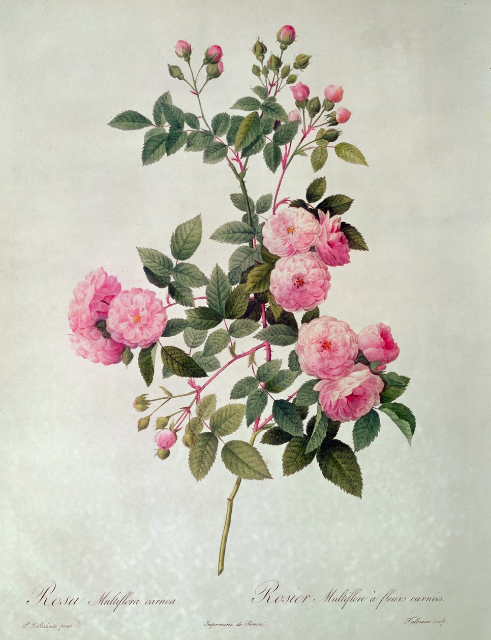 Les Roses de Thory, Rosa Multiflora Carnea (lithograph) by Pierre Joseph Redouté