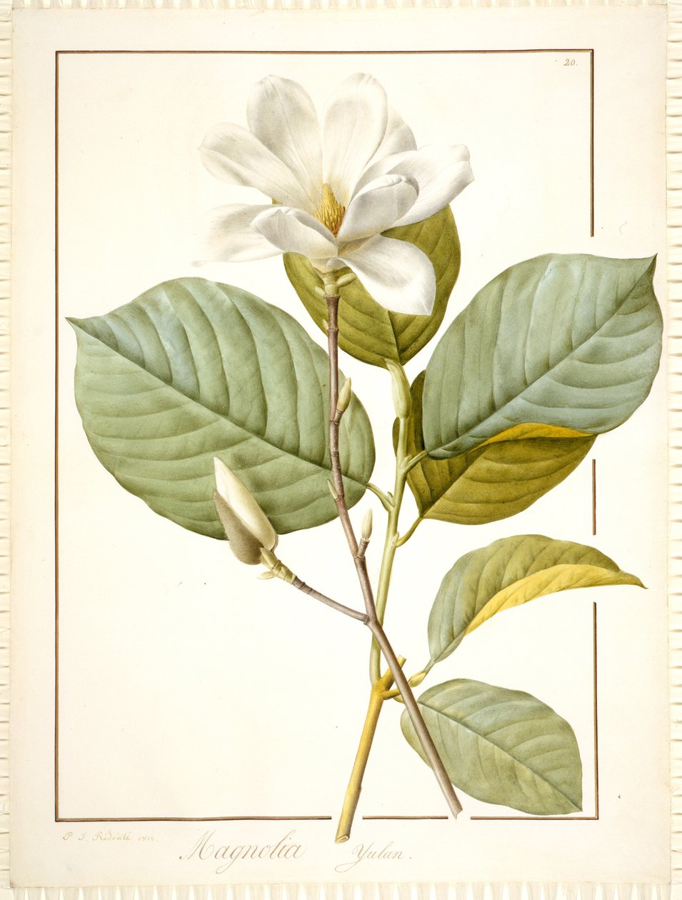 Magnolia Yulan, Magnolia Denudata, 1812 (parşömen üzerinde grafit izleri üzerinde wc ve gövde rengi) by Pierre Joseph Redouté