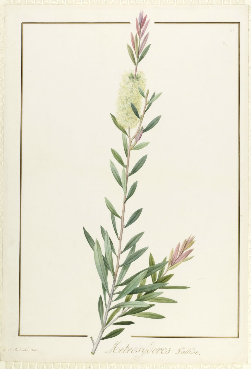 Metrosyderos Pallida, 1812 (klozet ve gövde rengi parşömen üzerine grafit üzerine) by Pierre Joseph Redouté