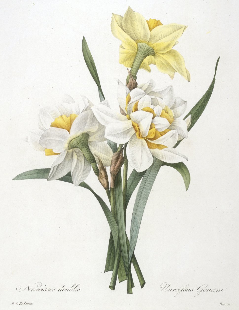 Nergis gouani (Çifte Nergis), 1827 by Pierre Joseph Redouté