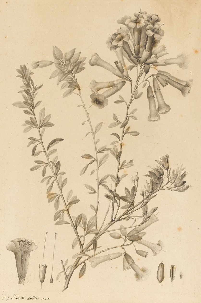Periphragmos Species, 1787 (siyah mürekkep ve kağıt üzerinde gri yıkama, yuvaya yapıştırılmış) by Pierre Joseph Redouté