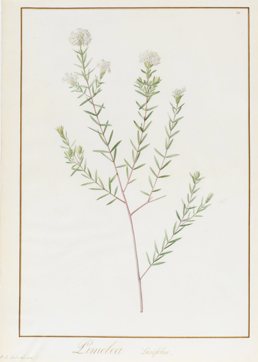 Pimelea Linifolia, 1812 (klozet ve gövde rengi parşömen üzerine grafit üzerine) by Pierre Joseph Redouté